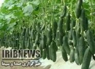 افتتاح یک گلخانه با کمک گرو ههای جهادی در جیرفت