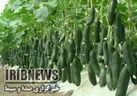 افتتاح یک گلخانه با کمک گرو ههای جهادی در جیرفت